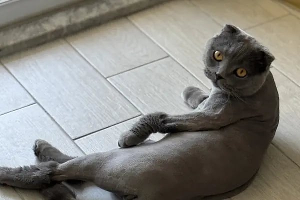 Vetport Dalaman Veteriner Kliniği - Resim 7