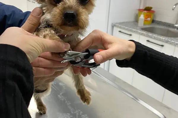 Vetport Dalaman Veteriner Kliniği - Resim 5