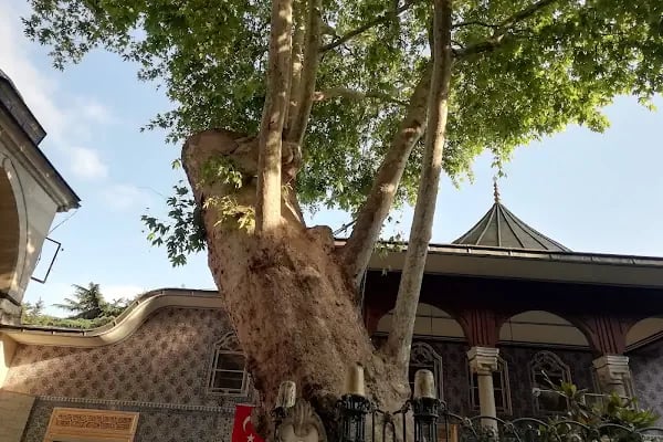 Lala Mustafa Paşa Türbesi - Resim 19