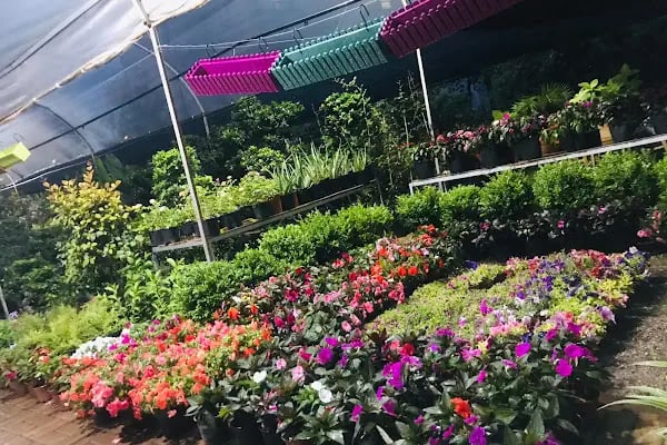 ALANYA BOTANİK PEYZAJ VE ÇİÇEK - Resim 1