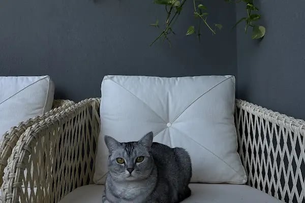 ALANYA BOTANİK PEYZAJ VE ÇİÇEK - Resim 15