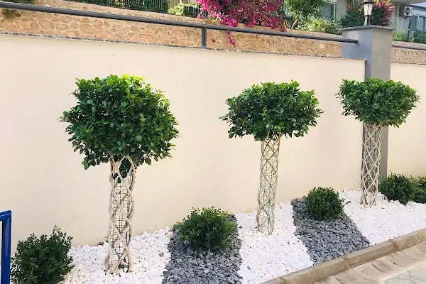 ALANYA BOTANİK PEYZAJ VE ÇİÇEK - Resim 17