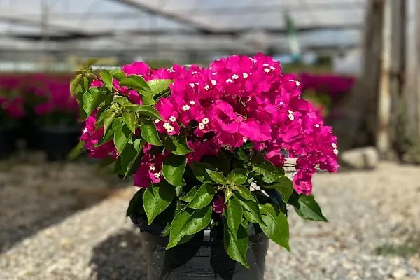 ALANYA BOTANİK PEYZAJ VE ÇİÇEK - Resim 5