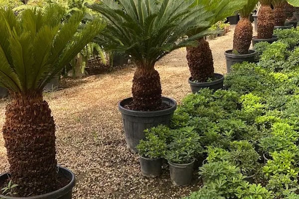 ALANYA BOTANİK PEYZAJ VE ÇİÇEK - Resim 7