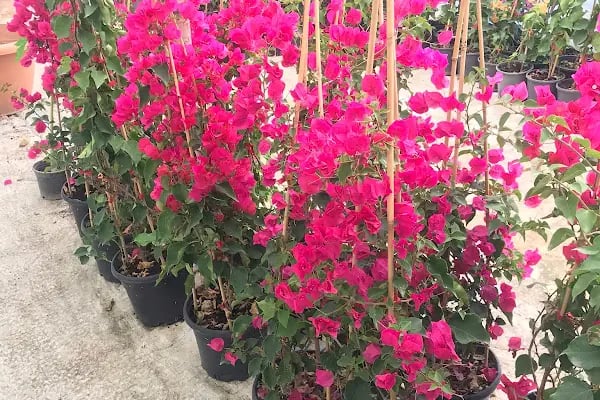 ALANYA BOTANİK PEYZAJ VE ÇİÇEK - Resim 8