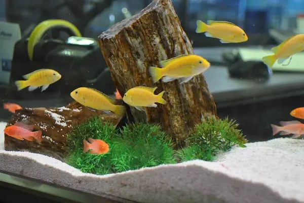 AKSU AKVARYUM VE PET ÜRÜNLERİ TOPTAN SATIŞ - Resim 1