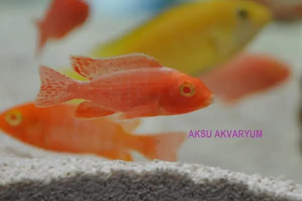 AKSU AKVARYUM VE PET ÜRÜNLERİ TOPTAN SATIŞ - Resim 13