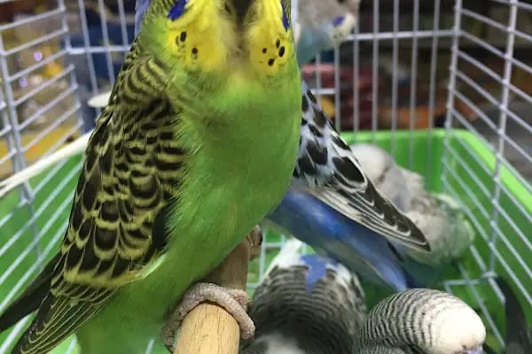 AKSU AKVARYUM VE PET ÜRÜNLERİ TOPTAN SATIŞ - Resim 8