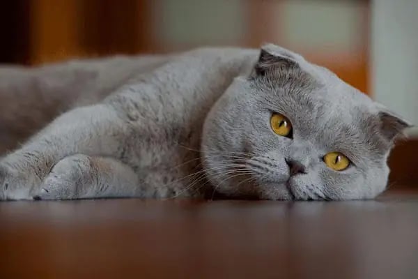 AKSU AKVARYUM VE PET ÜRÜNLERİ TOPTAN SATIŞ - Resim 11
