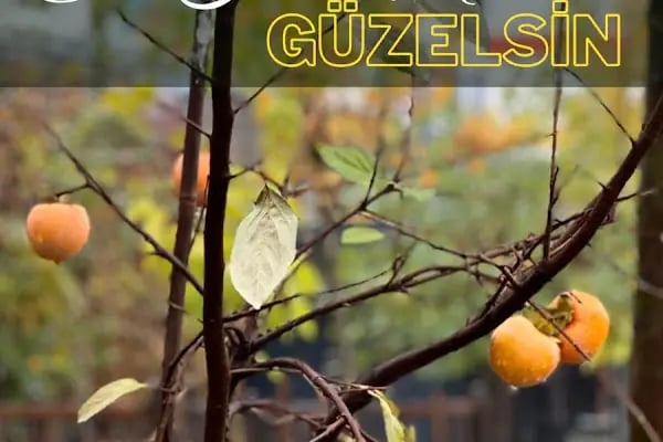 City Garden Coffee - Resim 20