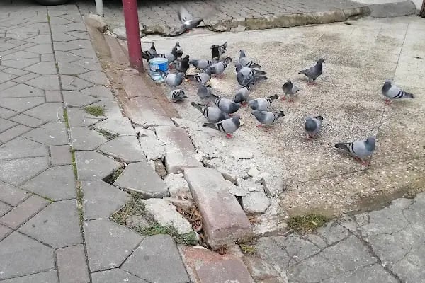 Başgimpa Aydınlıkevler - Resim 13
