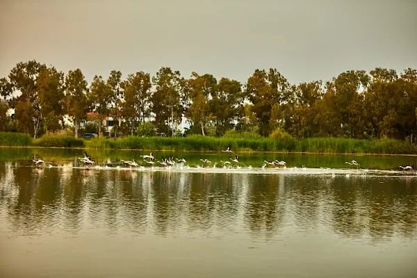 Aliağa Kuş Cenneti - Resim 5