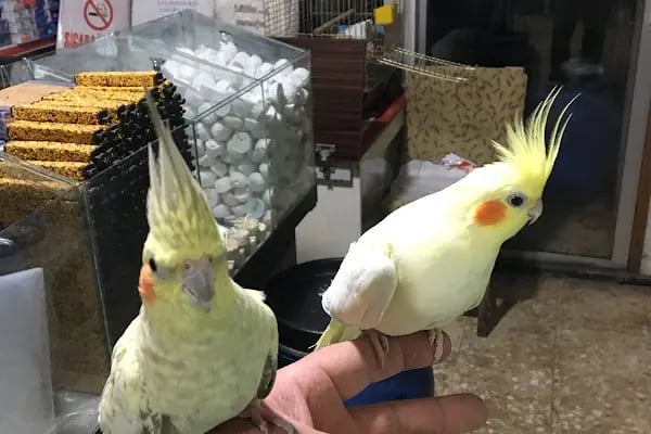 Can Akvaryum | Gaziantep Akvaryum | Gaziantep Pet Shop - Resim 11
