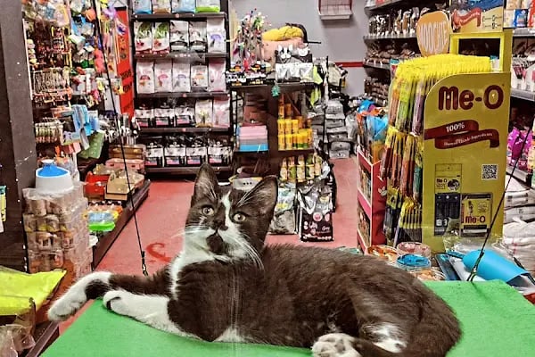 Sakarya Arkadas petshop - Resim 13