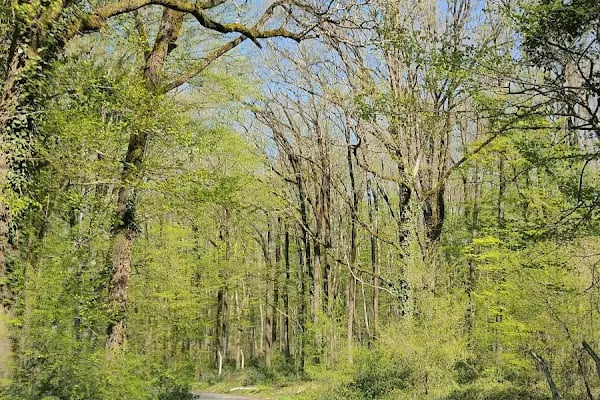 Forest Kemerburgaz - Türkiyenin En Büyük Ve En Güvenli Macera Ve Oyun Parkı - Resim 18