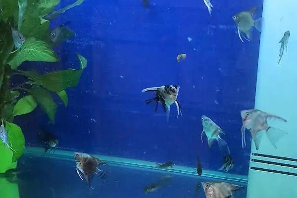 Hoby petshop - Resim 6