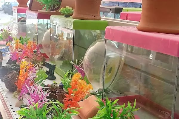 Hoby petshop - Resim 2