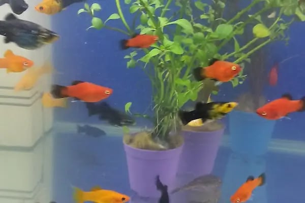 Hoby petshop - Resim 3