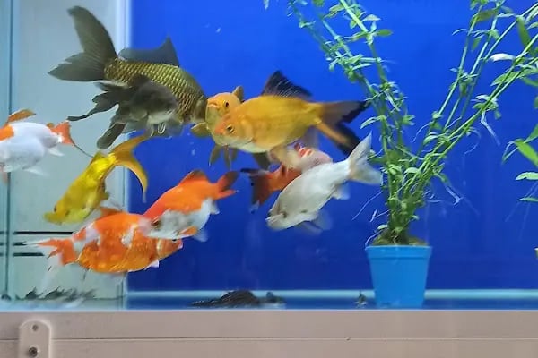 Hoby petshop - Resim 4