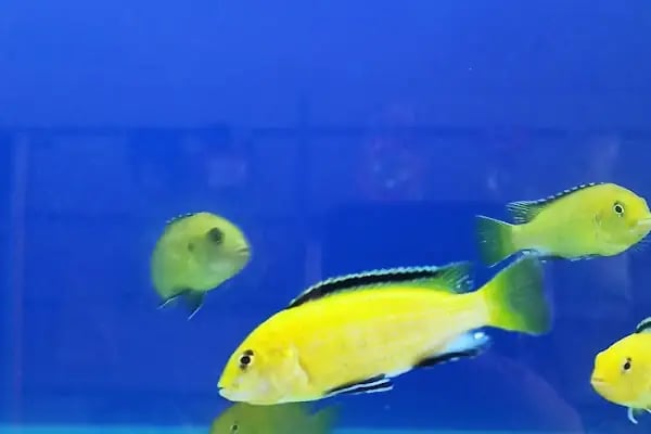 Hoby petshop - Resim 9