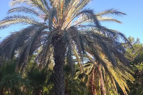 Pine Park Holiday Club - SEM OTEL - Resim 19