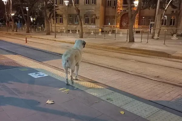 Tramvay Belediye Durağı - Resim 4
