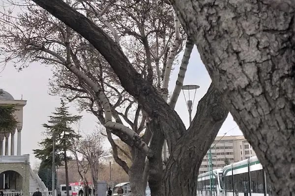 Tramvay Belediye Durağı - Resim 19