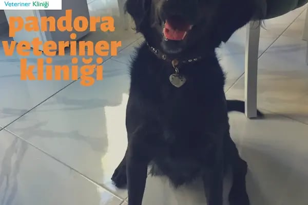 Adana Pandora Veteriner Kliniği - Resim 12
