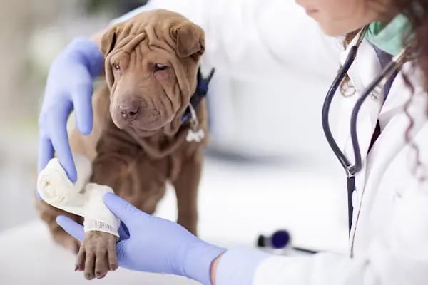 Adana Pandora Veteriner Kliniği - Resim 4