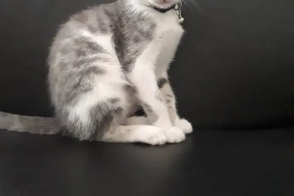 Kuğulu Veteriner Kliniği - Resim 5