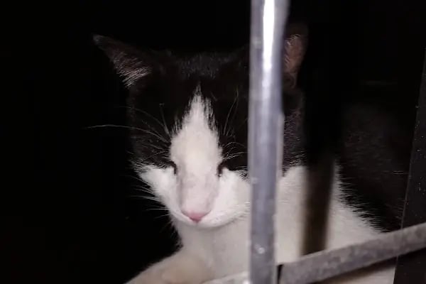 Kuğulu Veteriner Kliniği - Resim 4