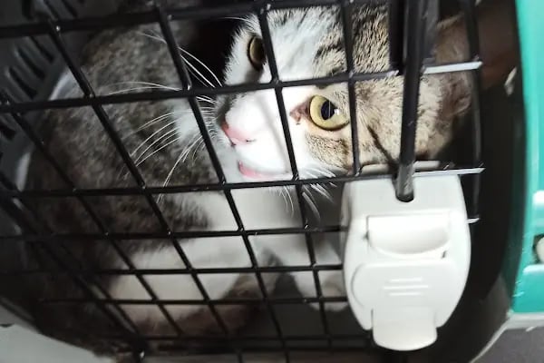 Kuğulu Veteriner Kliniği - Resim 15