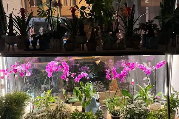 Çiçekçi-Çiçek Shop - Resim 6