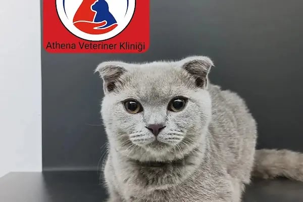 Athena Veteriner Kliniği - Resim 2