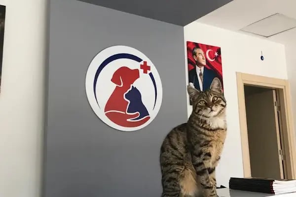 Athena Veteriner Kliniği - Resim 5
