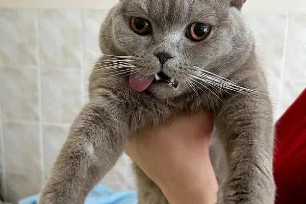 PETLIFE BAHÇELİEVLER VETERINER KLİNİĞİ - Resim 14
