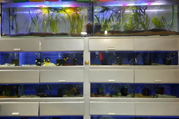 Neon Pet Shop - Resim 10