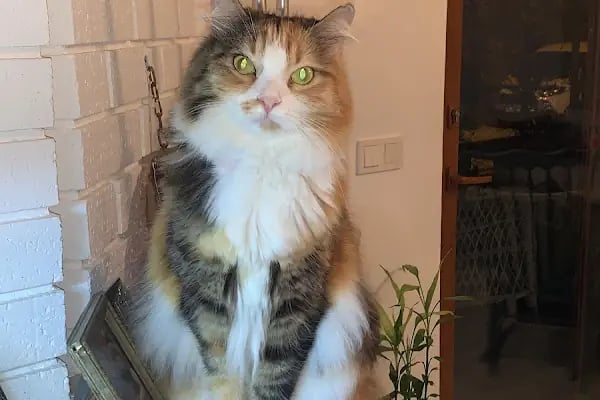 Taşucu Veteriner Kliniği - Resim 4