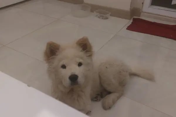 Taşucu Veteriner Kliniği - Resim 8