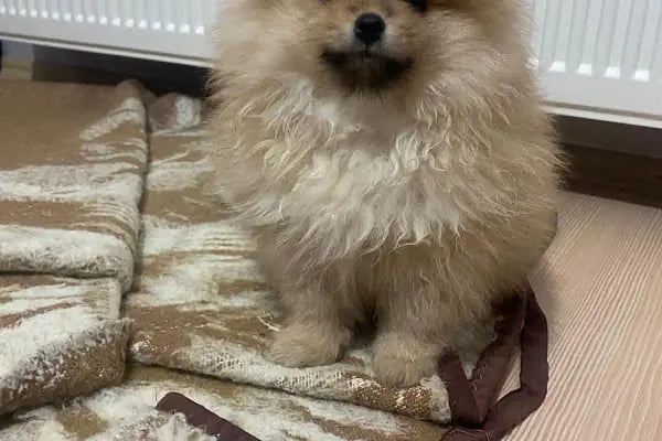TUNALI PETSHOP ANKARA Kürşat Keskin - Resim 17