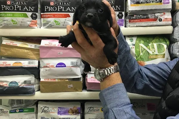 TUNALI PETSHOP ANKARA Kürşat Keskin - Resim 10