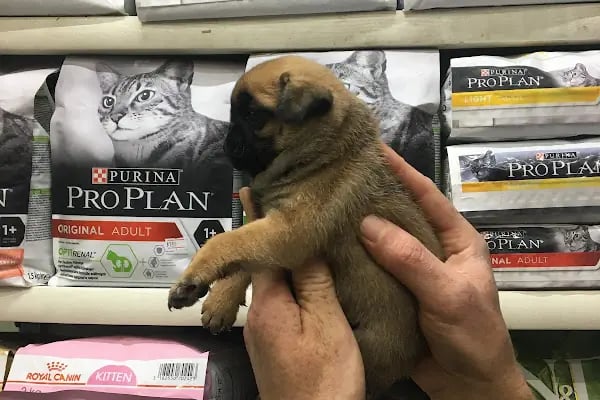 TUNALI PETSHOP ANKARA Kürşat Keskin - Resim 14