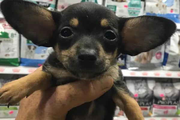 TUNALI PETSHOP ANKARA Kürşat Keskin - Resim 20