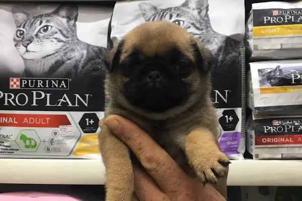 TUNALI PETSHOP ANKARA Kürşat Keskin - Resim 5