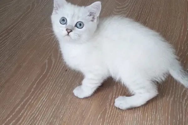 TUNALI PETSHOP ANKARA Kürşat Keskin - Resim 9