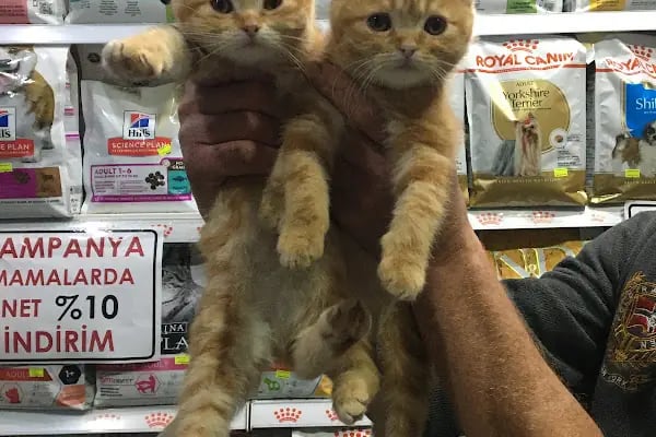 TUNALI PETSHOP ANKARA Kürşat Keskin - Resim 18