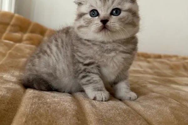 TUNALI PETSHOP ANKARA Kürşat Keskin - Resim 6