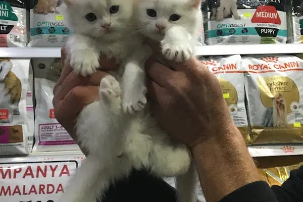 TUNALI PETSHOP ANKARA Kürşat Keskin - Resim 3