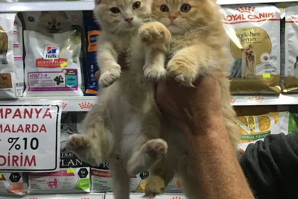 TUNALI PETSHOP ANKARA Kürşat Keskin - Resim 12