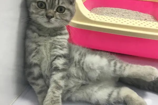 TUNALI PETSHOP ANKARA Kürşat Keskin - Resim 15
